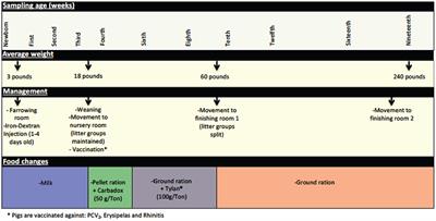 Development of the Tonsil Microbiome in Pigs and Effects of Stress on the Microbiome